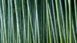 A dense group of bamboo stems in the woods