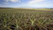 A field of pineapple plants