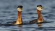 Adult red-necked grebes in breeding plumage performing 'whinny-braying' duet in defense of territory.