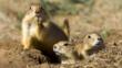 Black-tailed prairie dogs in their burrow