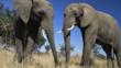 A pair of African elephants