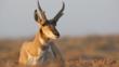 Pronghorn antelope buck sitting
