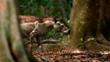 The prehistoric horse Propalaeotherium walking through a forest