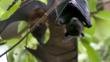 Fruit bats roosting in a tree