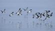 Manx Shearwater flock flying low over a smooth sea
