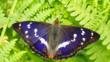 Purple emperor butterfly with open wings on an oak leaf