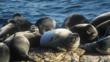 Baikal seals hauled up on shore beside Lake Baikal