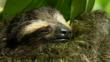 Pygmy three-toed sloth curled up asleep