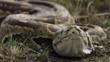African rock python coming towards camera