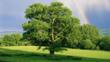 English oak tree in a field with a rainbow