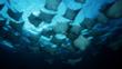 A school of cownose rays