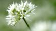 Wild garlic flower head