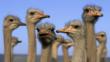 Several domestic ostrich in South Africa