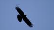 Red-billed chough flying