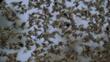 Flock of red-billed quelea flying
