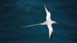 Red billed tropicbird flying over the sea