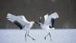 A pair of Japanese cranes during the courtship display