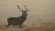 Red deer against the blue sky
