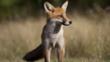 A red fox on the prowl