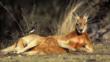 Kangaroo hopping lying on dry grassland