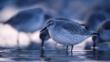 Knots feeding at low tide