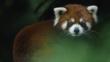 Red panda looking towards the camera