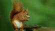 Profile of a red squirrel