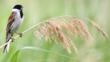 Female reed bunting perched on a reed stem