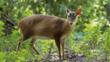 Male muntjac deer in British woodland