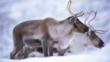 A couple of reindeer in the snow