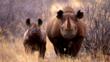 A black rhino mother and calf  