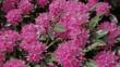 Rhododendrons in bloom in the Lake District