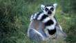 A ring-tailed lemur