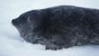 Portrait of a ringed seal