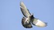 Pigeon in flight