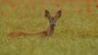 A male roe deer fawn looks alert