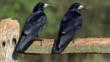 Two rooks perched on fence post