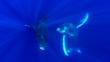 Underwater view of humpback whales swimming