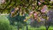 Blossoms of flowering crabapple tree in spring