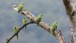 Five rose-ringed parakeets perched on a tree branch