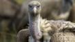 Ruppell's griffon vulture
