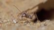 Saharan silver ant on the sand