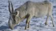 Male saiga antelope walking on snow