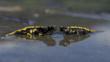 Two European salamanders partially submerged in water