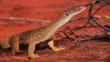 A sand goanna in the desert