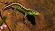 Sand lizard male showing aggression during breeding season