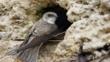 Sand martin at nest entrance