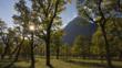 Backlit sycamore maple trees in Karwendel mountain range, Austria