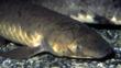 An Australian lungfish