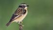 Male whinchat perched on a bush